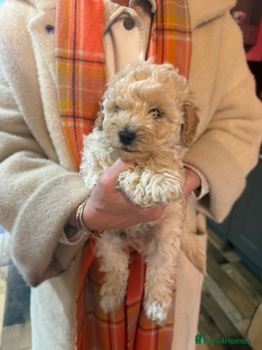 Shihpoo dogs for sale: BEAUTIFUL SHIHPOO PUPPIES - Advert 2