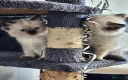 Ragdoll cats for sale: Ragdoll kittens - Image 2