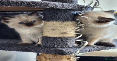 Ragdoll cats - Advert 13