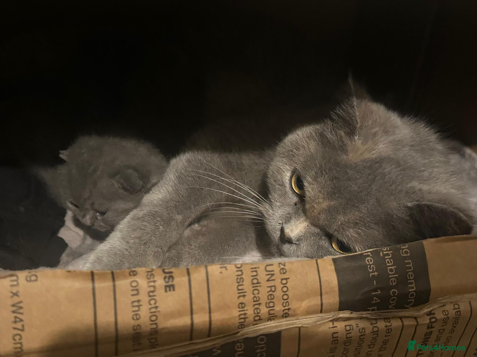 British Shorthair cats Adorable Purebred British Shorthair Kittens - Advert 2