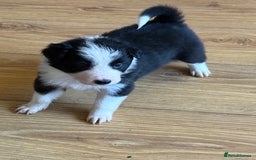 Border Collie dogs for sale: Beautiful border collie puppies available!  - Advert 2
