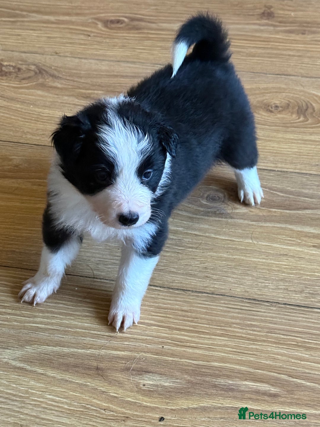 Border Collie dogs for sale: Beautiful border collie puppies available!  - Advert 2