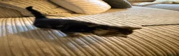 Mixed Breed cats for sale: Five mixed breed - Advert 18