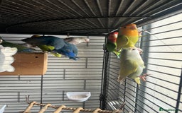 Lovebirds birds for sale: Beautiful lovebirds - Image 2