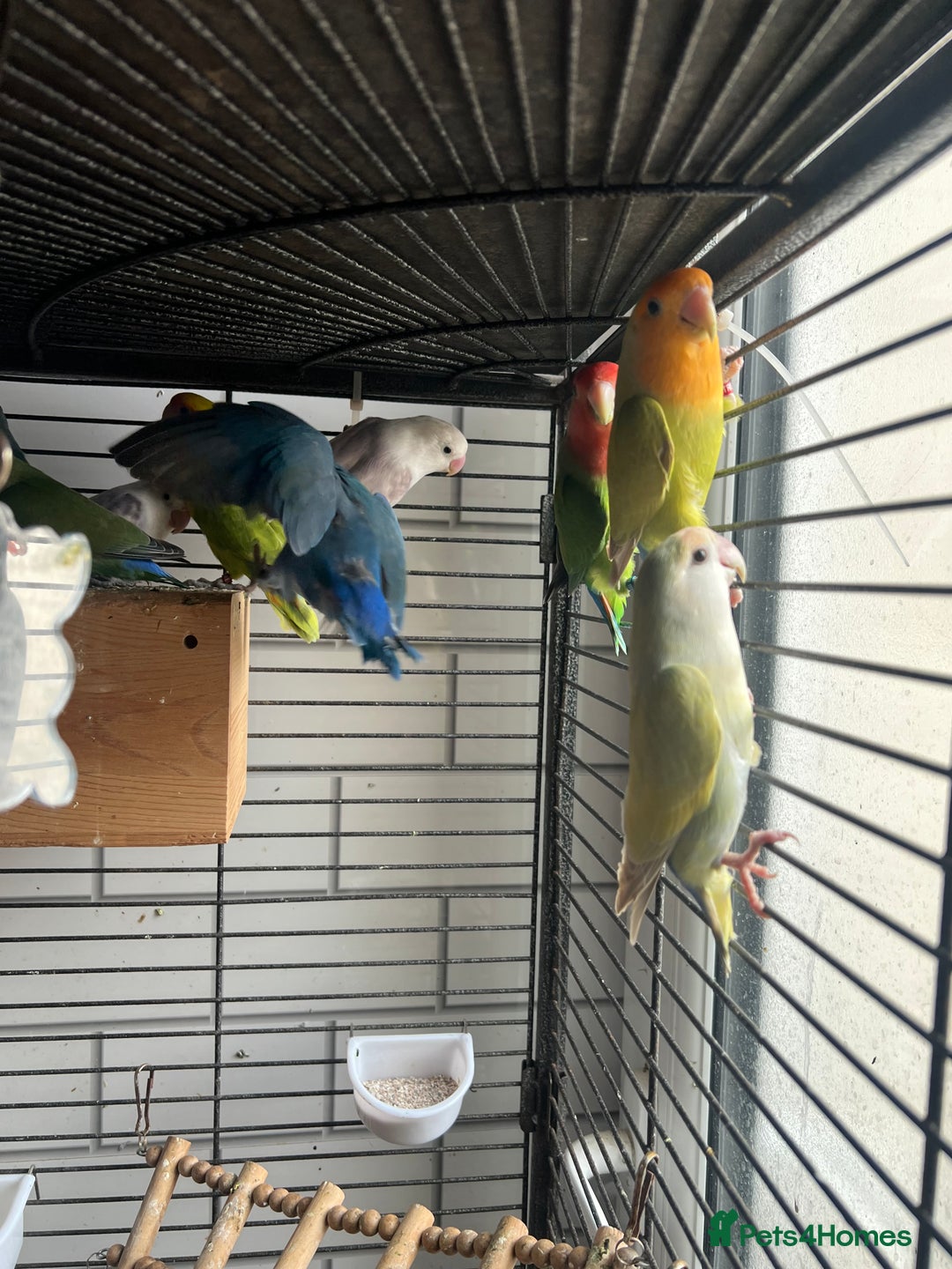 Lovebirds birds for sale: Beautiful lovebirds - Image 2