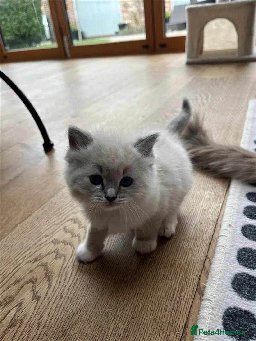 Ragdoll cats for sale: Pedigree Ragdoll Kittens in Havant - Advert 16