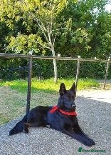 German Shepherd dogs 9 beautiful german shepards looking for a home - Advert 2