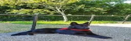 German Shepherd dogs for sale: 9 beautiful german shepards looking for a home - Advert 14