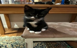 Domestic Shorthair cats for sale: Three beautiful kittens for new homes - Image 4