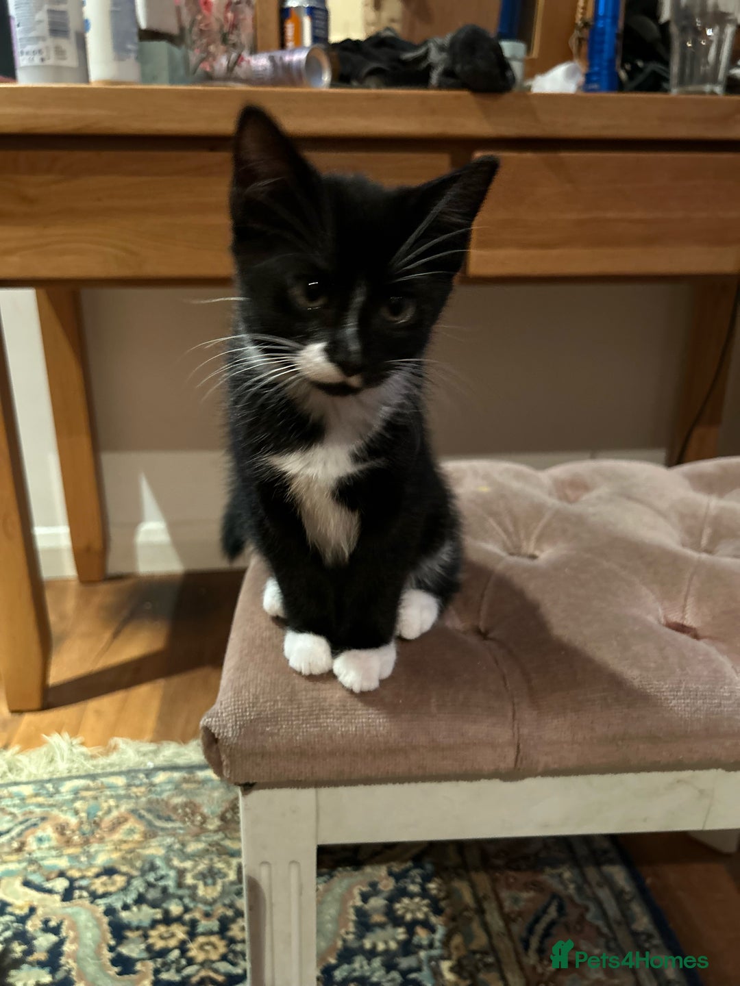 Domestic Shorthair cats for sale: Three beautiful kittens for new homes - Image 4