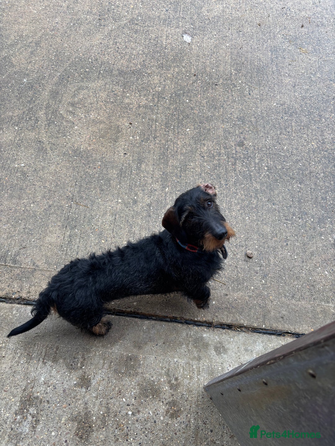 Dachshund dogs for sale: Four beautiful wire haired boys - Advert 14