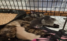 Mixed Breed cats for sale: 3 stunning kittens - Image 1