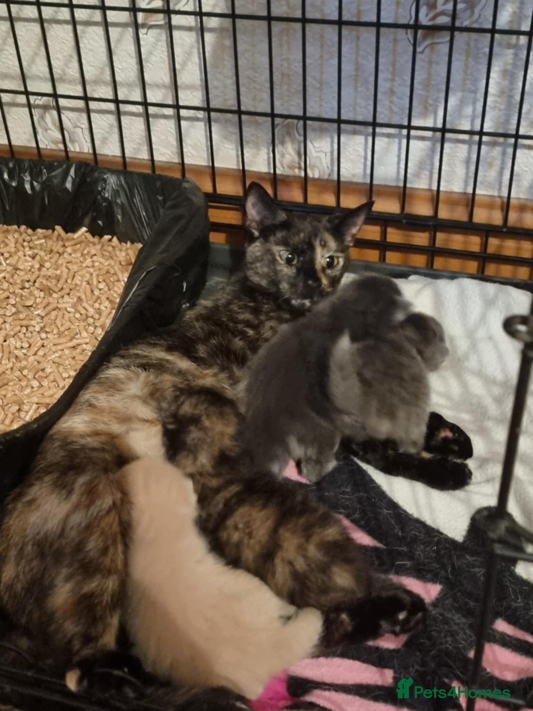 Mixed Breed cats for sale: 3 stunning kittens - Image 1