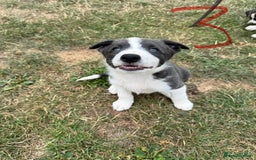 Border Collie dogs for sale: Boarder collie puppies  - Image 4
