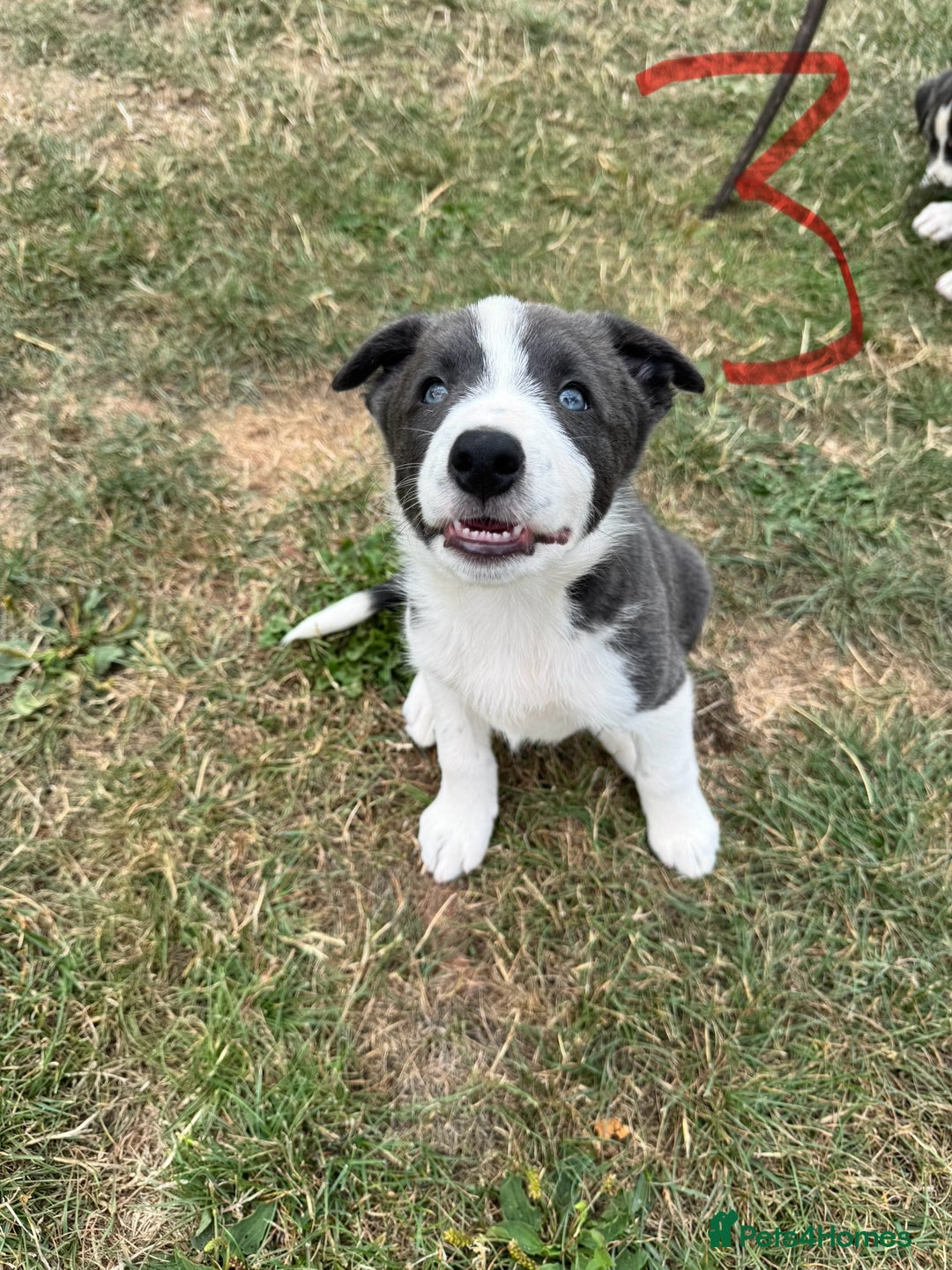 Border Collie dogs for sale: Boarder collie puppies  - Image 4