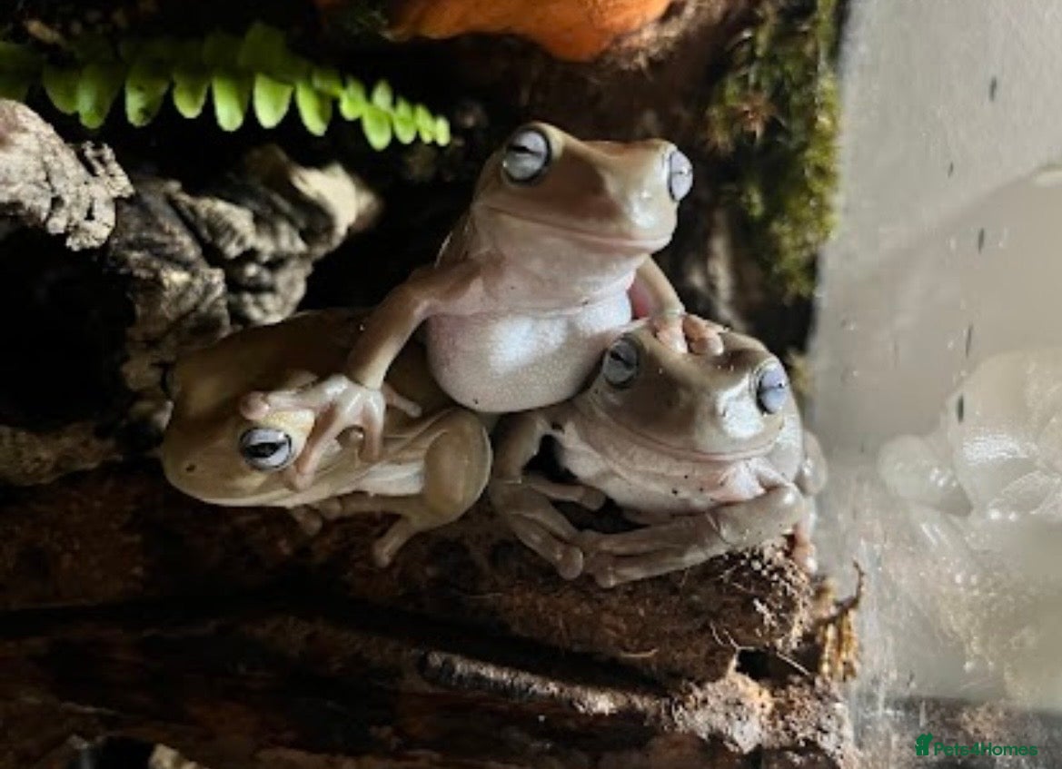 Frog reptiles 3x Adult Blue Eyed Morph Whites Tree Frogs - Advert 3