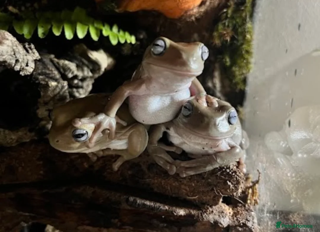 Frog reptiles for sale: 3x Adult Blue Eyed Morph Whites Tree Frogs in Oxford - Advert 1