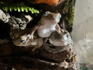 Frog reptiles 3x Adult Blue Eyed Morph Whites Tree Frogs - Advert 18