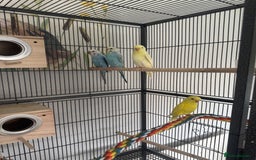 Budgerigars birds for sale: 4 juvenile budgies 2 girls 2 boys and big cage - Advert 2