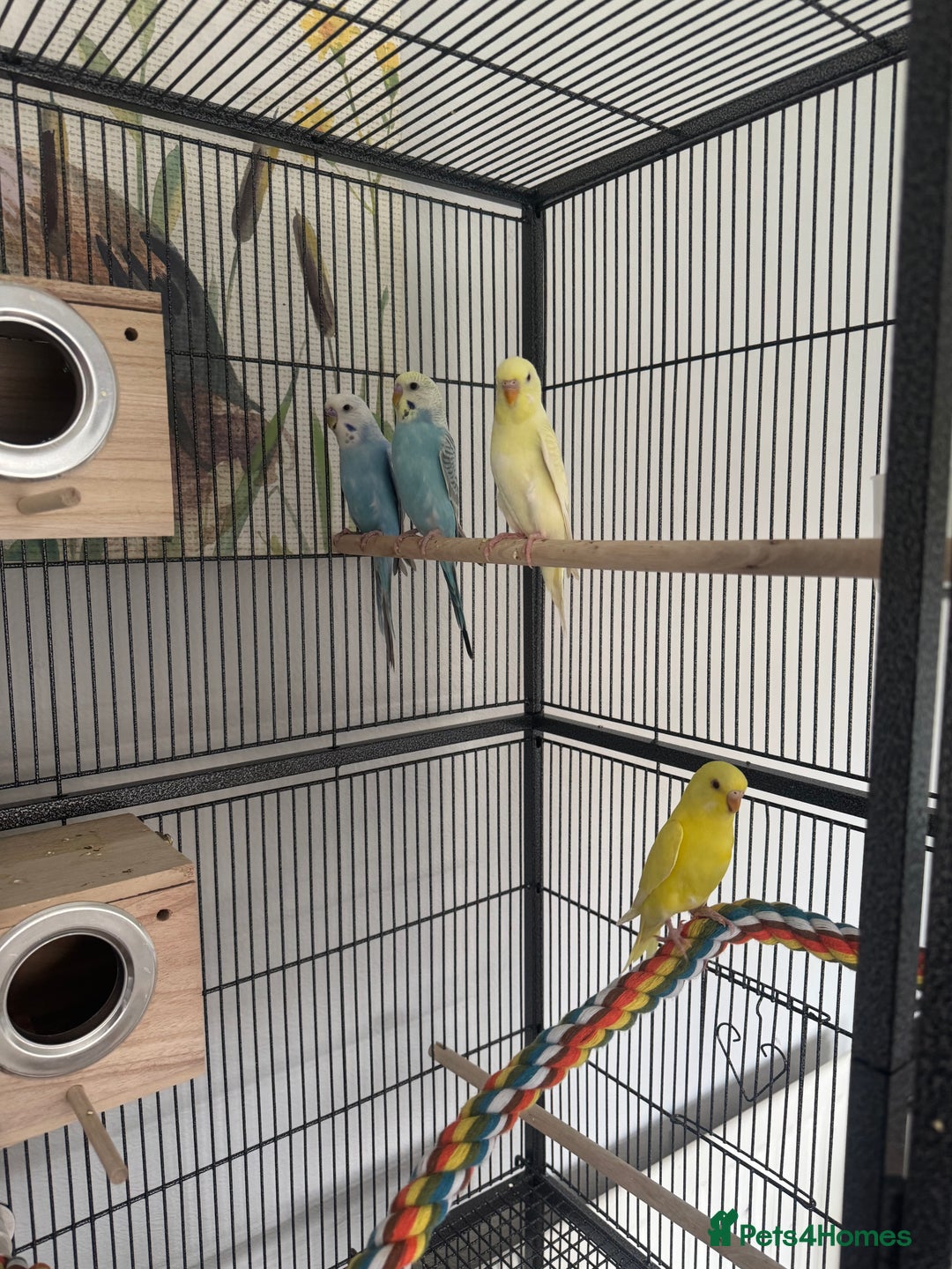 Budgerigars birds for sale: 4 juvenile budgies 2 girls 2 boys and big cage - Advert 2