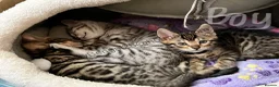 Mixed Breed cats for sale: Bengal/Maine coon hybrid silver and brown kittens in Solihull - Advert 5