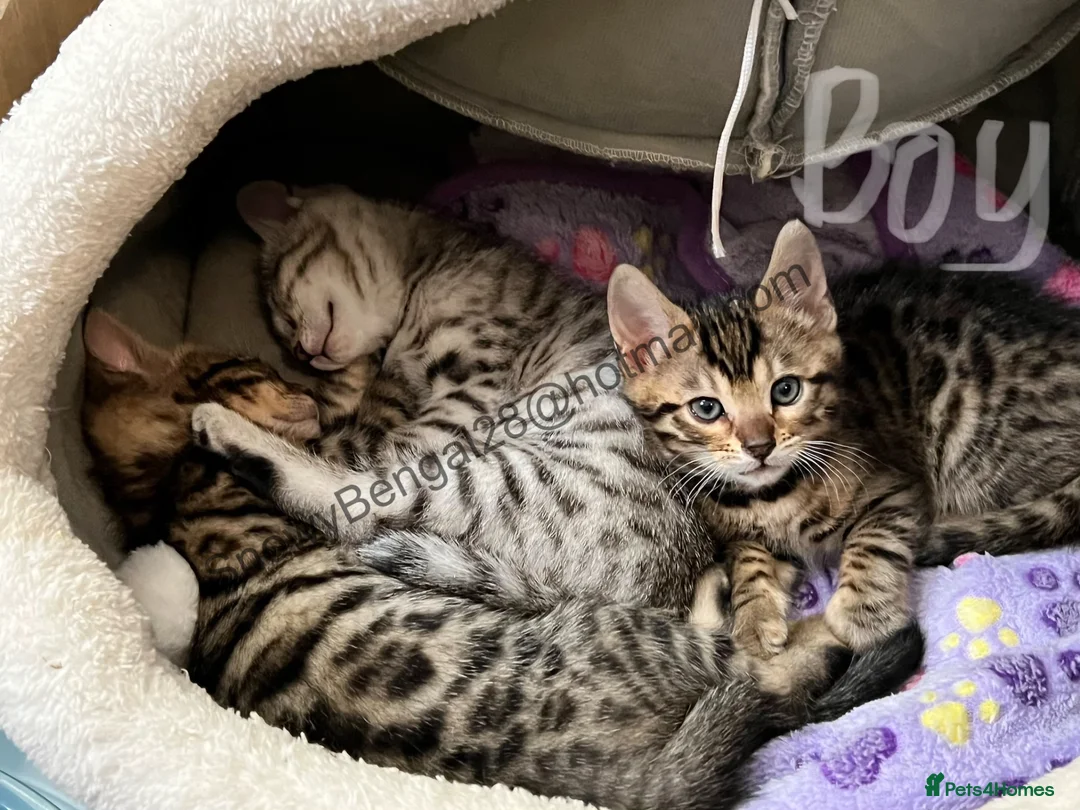 Mixed Breed cats for sale: Stunning Bengal REHOMED - Advert 2
