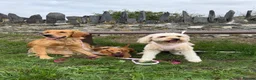 Golden Retriever dogs for sale: KC pups ready in December - Advert 6