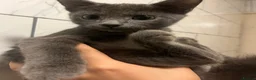 Persian cats for sale: Elegant Grey and black fluffy cats - Advert 5
