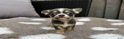Chihuahua dogs for sale: 🐶Tiny exquisite RARE blue, Lilac & Chocolate Tri  - Advert 1