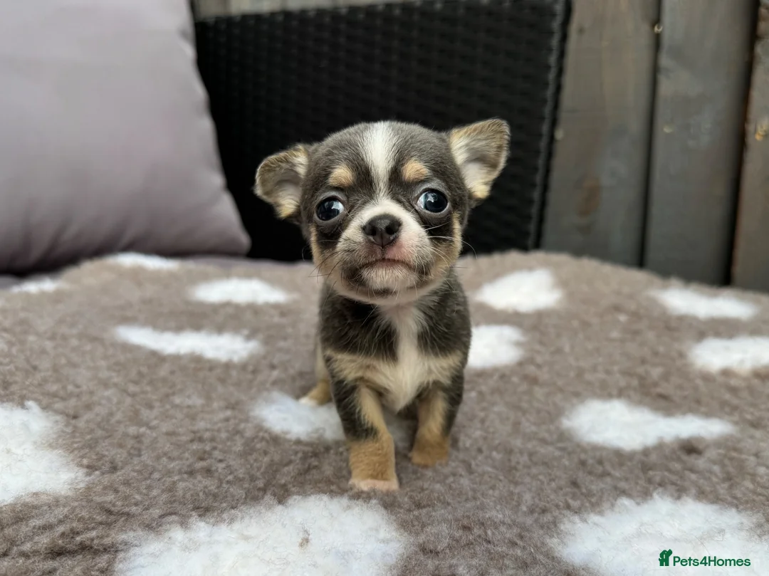 Chihuahua dogs for sale: 🐶Tiny exquisite RARE blue, Lilac & Chocolate Tri  - Advert 1