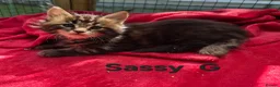 Maine Coon cats for sale: Beautiful maine coon kittens  - Advert 6