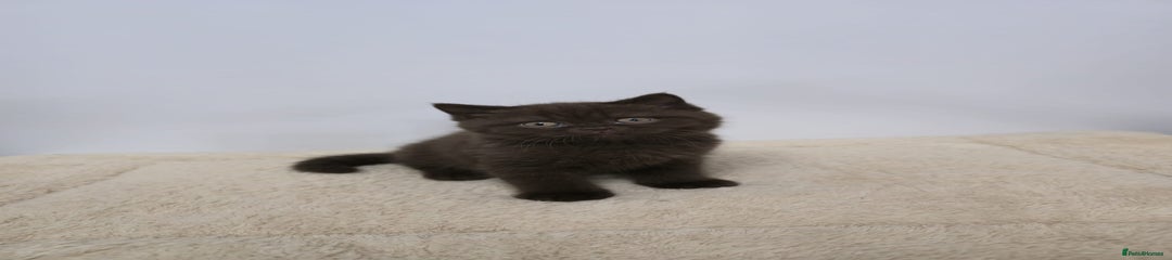 British Shorthair Kitten 1