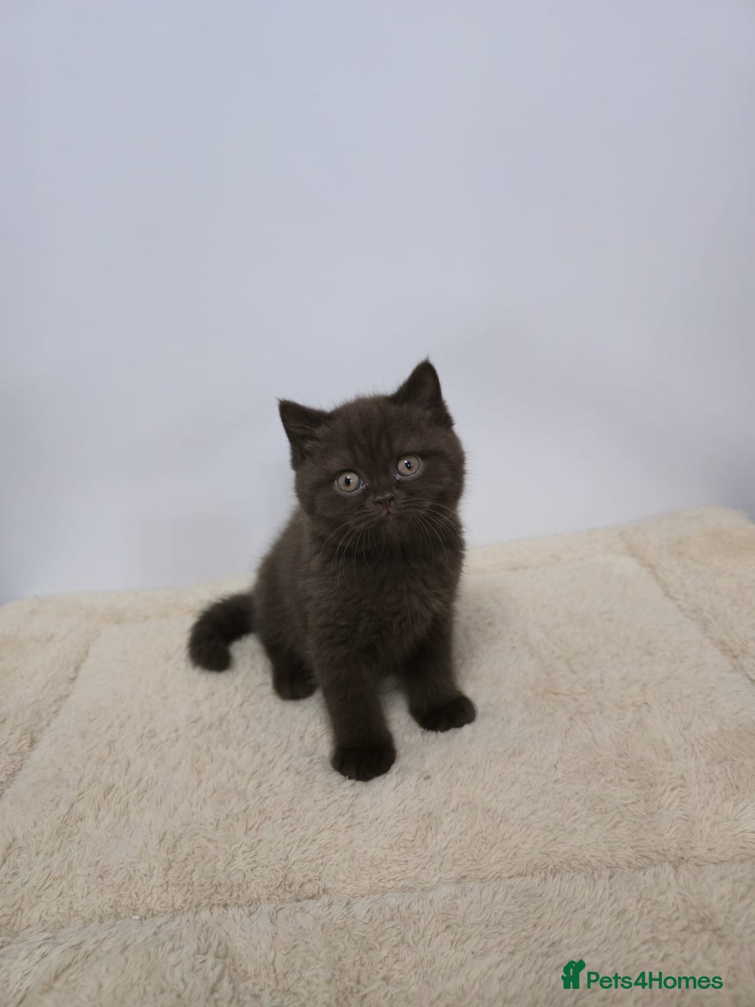 British Shorthair cats for sale: Gorgeous British Shorthair & Longhair Kittens - Advert 16