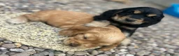 Cocker Spaniel dogs for sale: show type cocker spaniel puppy’s  - Advert 13