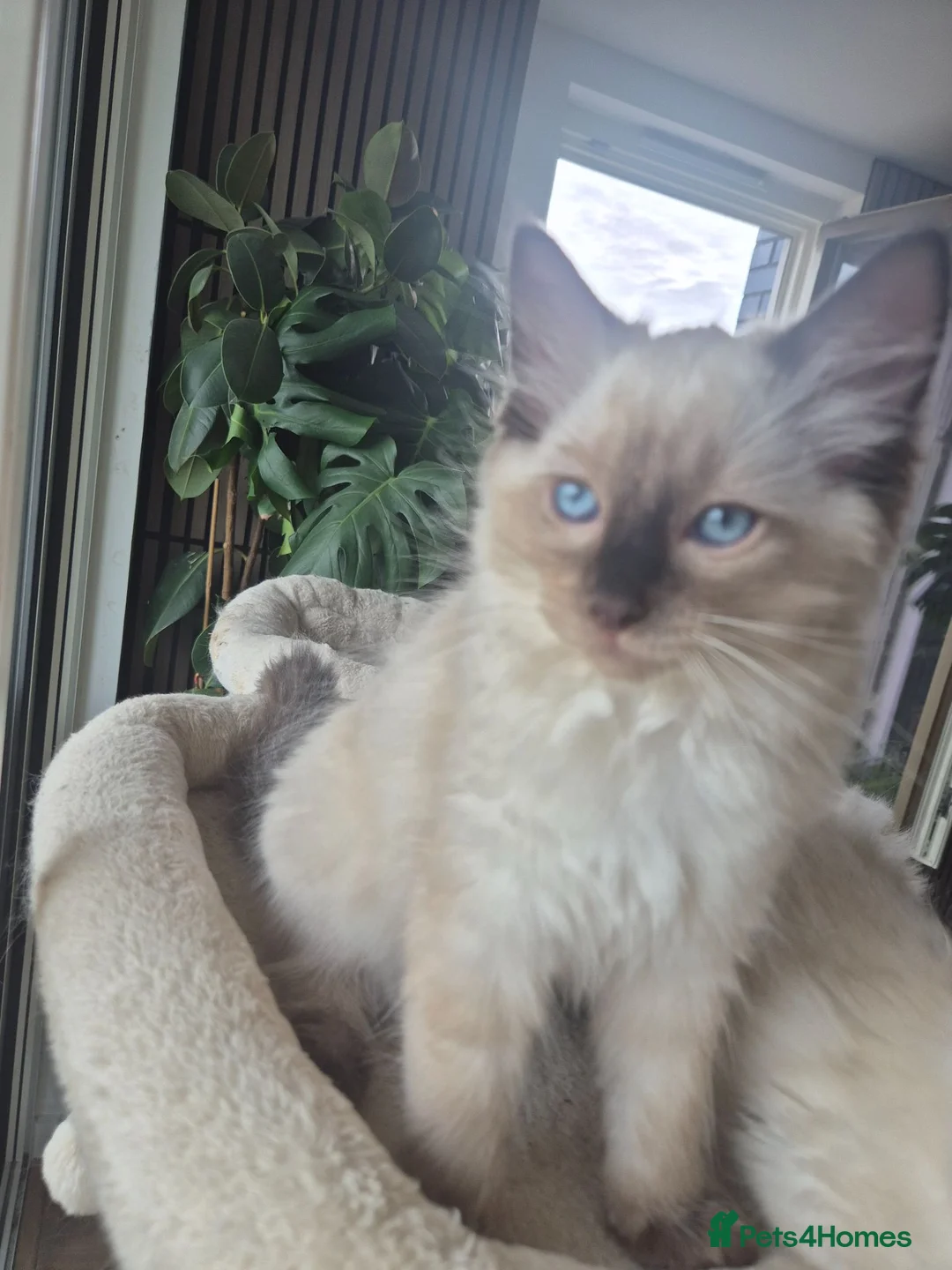 Ragdoll cats for sale: 4 beautiful Ragdolls left  - Advert 2