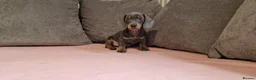 Miniature Dachshund dogs for sale: Ready to Leave  2 male 1 female in Bradford - Advert 16