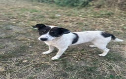 Mixed Breed dogs for adoption: PATROCLE – a Lovely boy for a Loving Home - Image 24