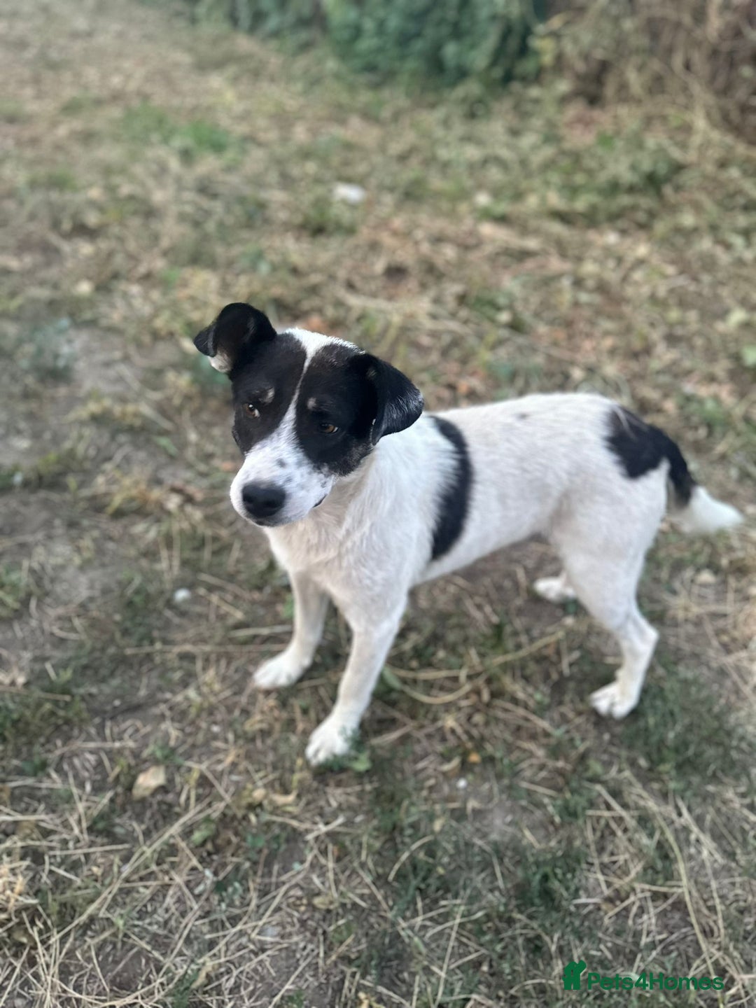 Mixed Breed dogs for adoption: PATROCLE – a Lovely boy for a Loving Home - Image 24