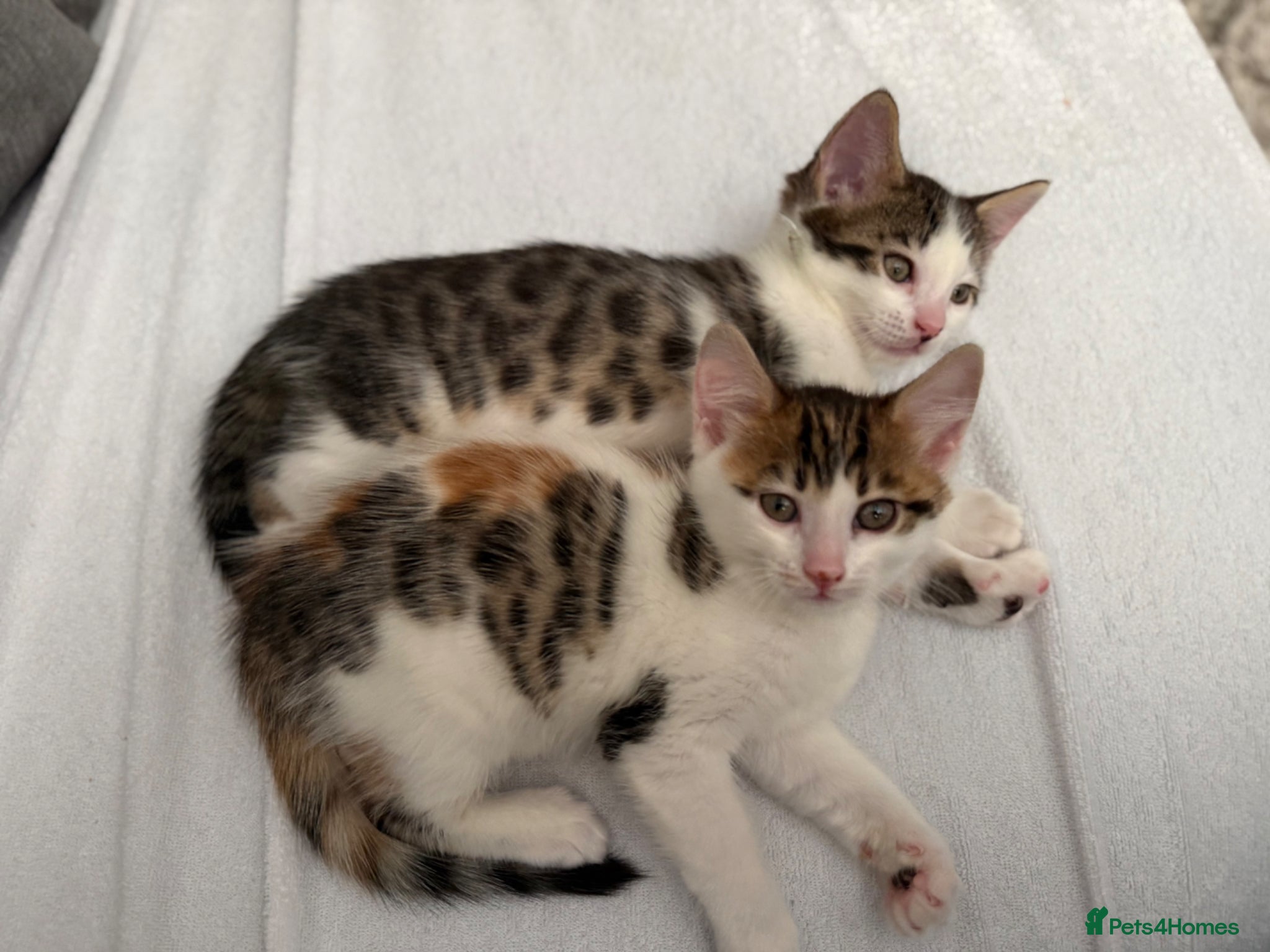 Maine Coon cats Lovely Maine coon cross bengal   - Advert 1