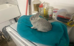 Netherland Dwarf rabbits for sale: Beautiful Netherland dwarf kits - Image 3