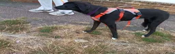 Mixed Breed dogs for adoption: Purple for adoption in Bedford - Advert 8