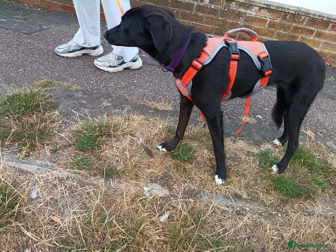 Mixed Breed dogs for adoption: Purple for adoption in Bedford - Advert 8