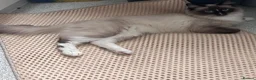 Ragdoll cats for sale: most beautiful ragdoll cat Male💙 - Advert 4
