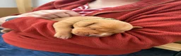 Labrador Retriever dogs for sale: Stunning Fox Red Working Labrador Retriever  in Bolton - Advert 16