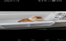 Norwegian Forest Cat cats for sale: Stunning Norwegian Forest Cat - Image 4