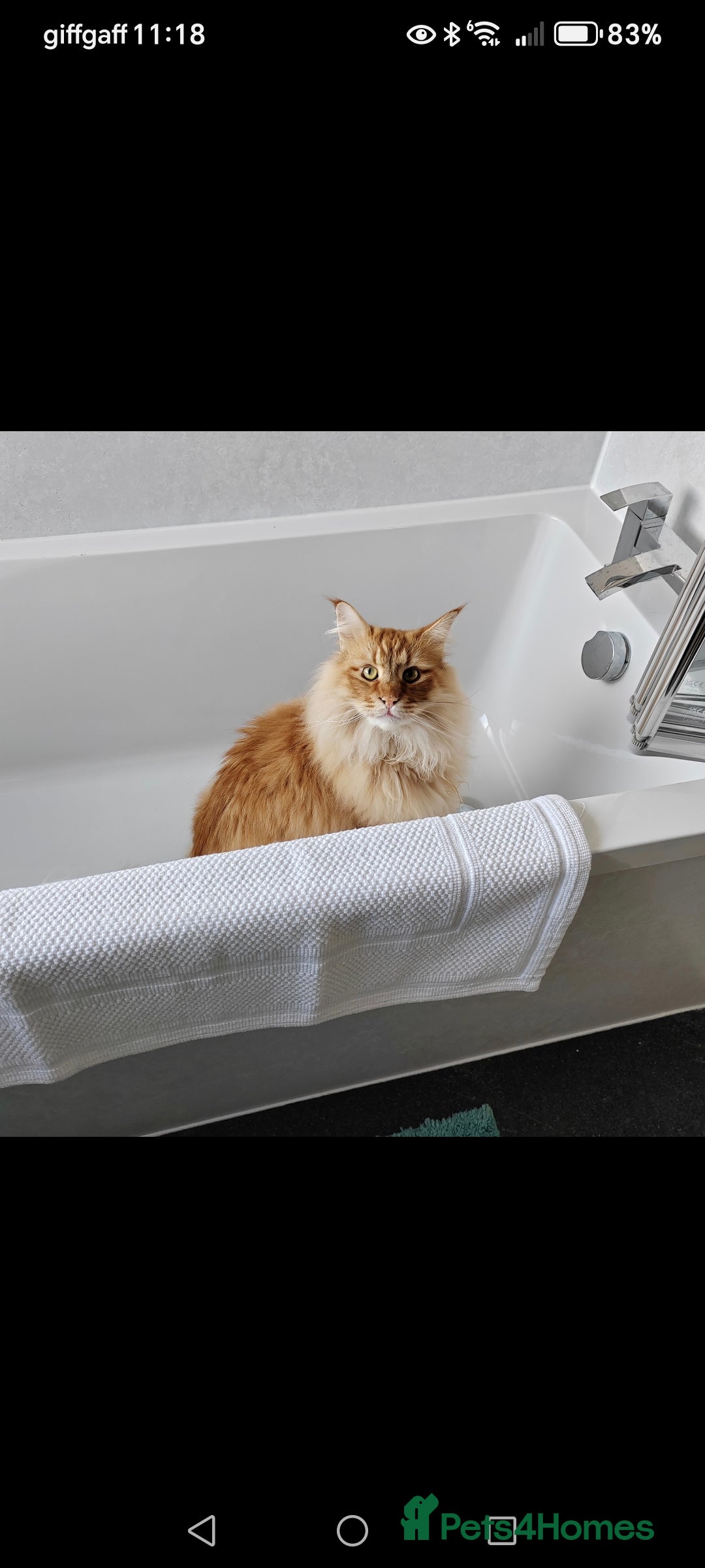 Norwegian Forest Cat cats for sale: Stunning Norwegian Forest Cat - Image 4