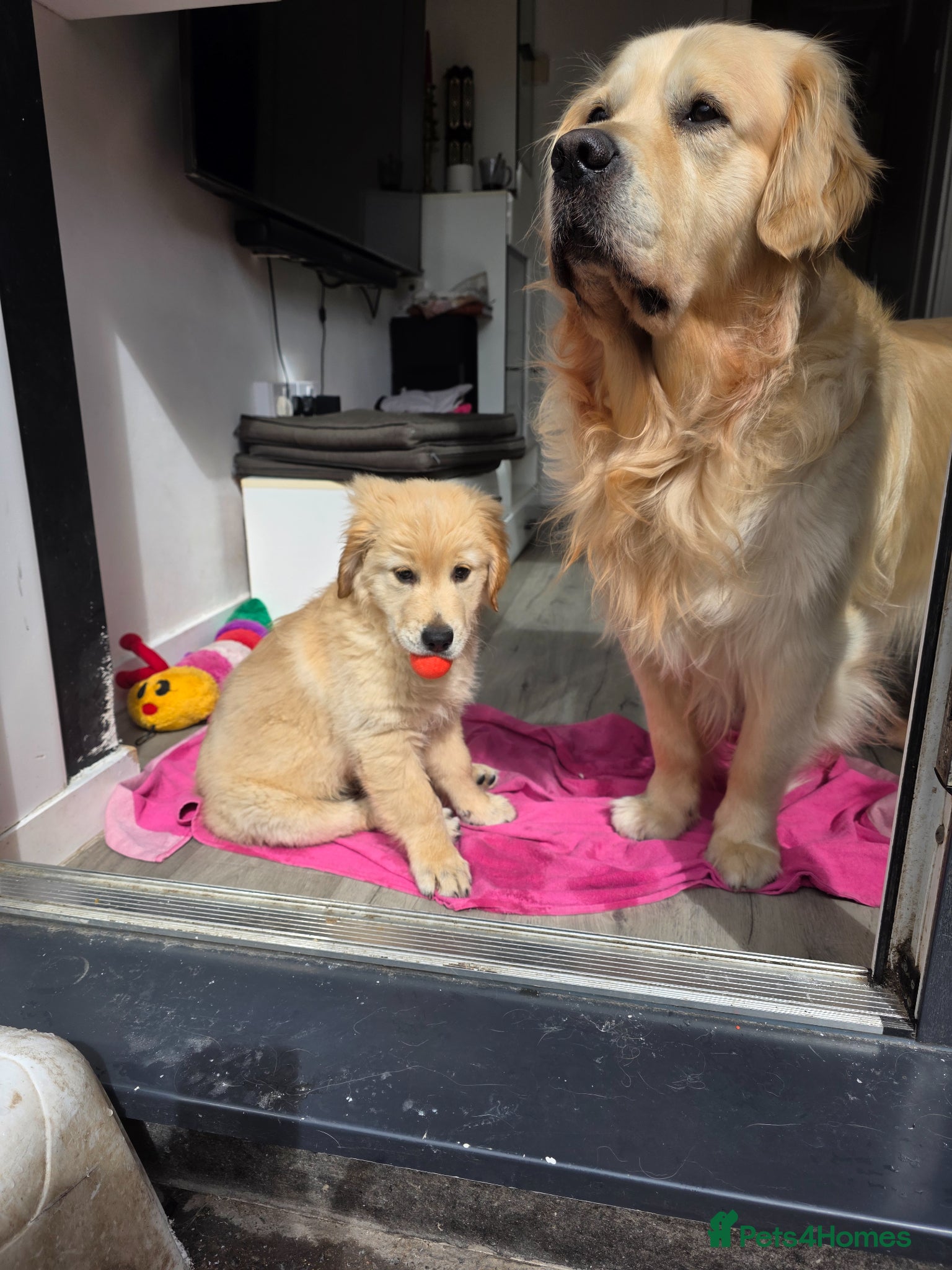 Golden Retriever dogs Golden retriever puppy ready go home 🥰 - Advert 5