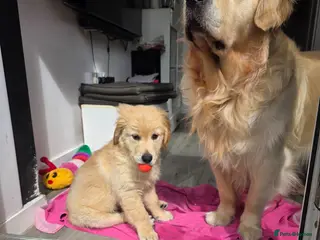 Golden Retriever dogs Golden retriever puppy ready go home 🥰 - Advert 5