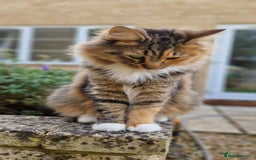 Maine Coon cats for sale: Maine coon mixed breed - Image 2