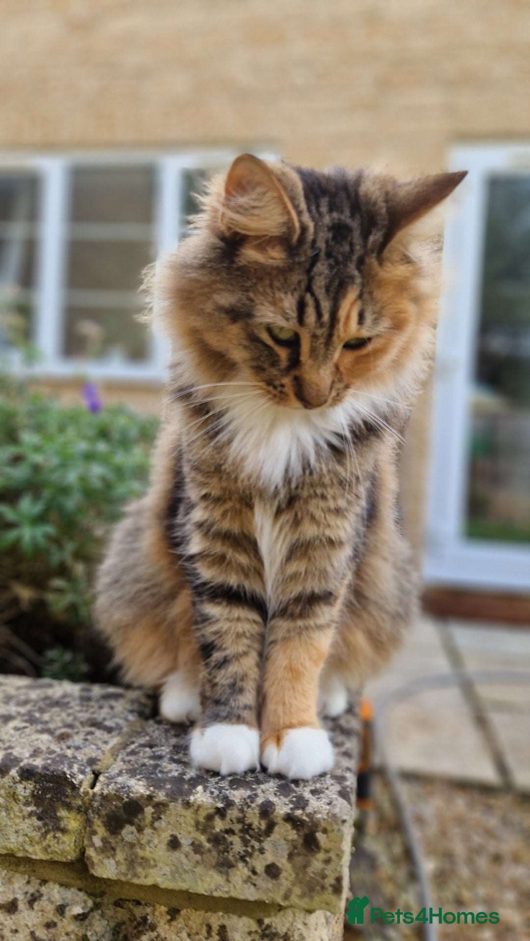 Maine Coon cats for sale: Maine coon mixed breed - Image 2